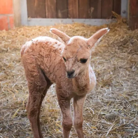 Bauernhof Lunau Hotel *