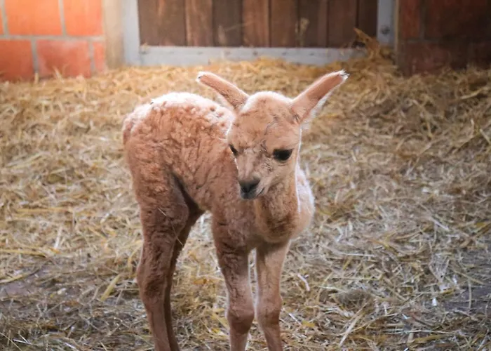 Bauernhof Lunau Hotel *
